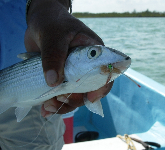 Pesca Maya Bone with Merkin